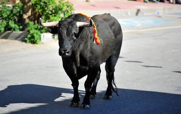 Spanischer Schwarzer Stier Der Stierkampfarena Bei Einem Traditionellen Stierkampf Spektakel — Stockfoto