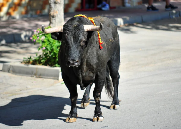Španělský Černý Býk Býčí Aréně Tradiční Podívané Býčí Zápasy — Stock fotografie