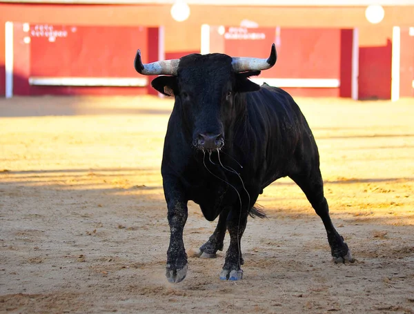 闘牛の伝統的な光景の上にある闘牛場のスペインの黒牛 — ストック写真