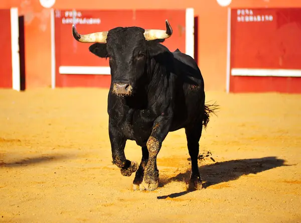 Taureau Noir Espagnol Dans Arène Des Arènes Sur Spectacle Traditionnel — Photo