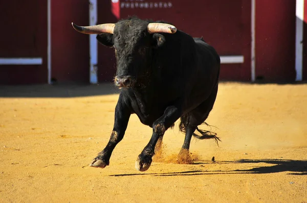 Toro Nero Spagnolo Nell Arena Del Bullring Uno Spettacolo Tradizionale — Foto Stock