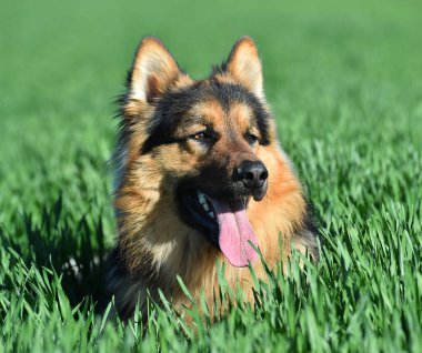 Yeşil tarlada güzel bir Alman çoban köpeği.