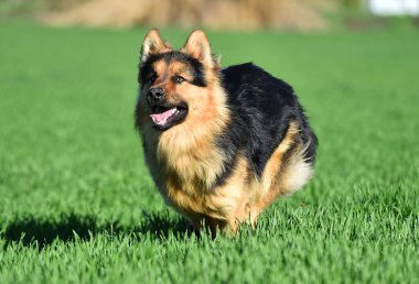 Yeşil tarlada güzel bir Alman çoban köpeği.