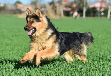 Yeşil tarlada güzel bir Alman çoban köpeği.