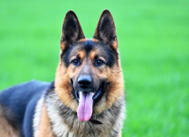 Yeşil tarlada güzel bir Alman çoban köpeği.