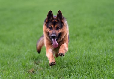 Yeşil tarlada güzel bir Alman çoban köpeği.