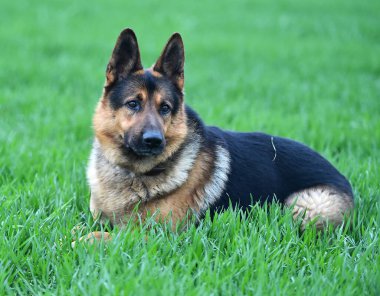 Yeşil tarlada güzel bir Alman çoban köpeği.