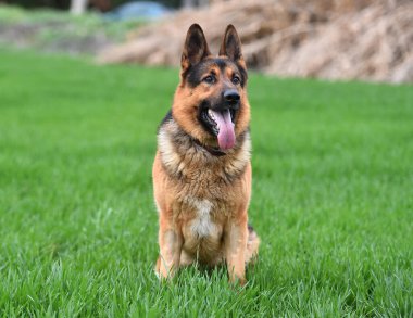 Yeşil tarlada güzel bir Alman çoban köpeği.
