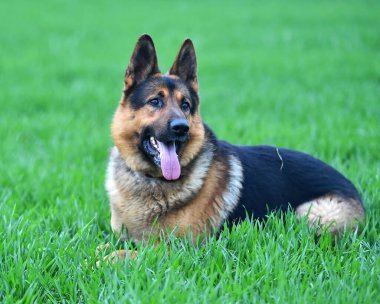 Yeşil tarlada güzel bir Alman çoban köpeği.