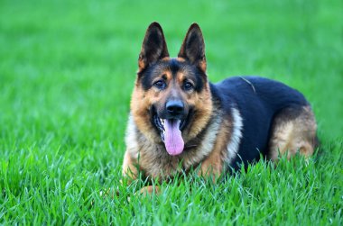 Yeşil tarlada güzel bir Alman çoban köpeği.
