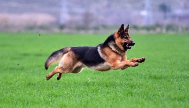 Yeşil tarlada güzel bir Alman çoban köpeği.