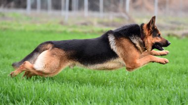 Yeşil tarlada güzel bir Alman çoban köpeği.