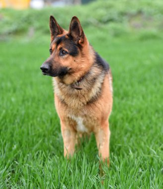 Yeşil tarlada güzel bir Alman çoban köpeği.