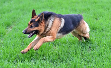Yeşil tarlada güzel bir Alman çoban köpeği.