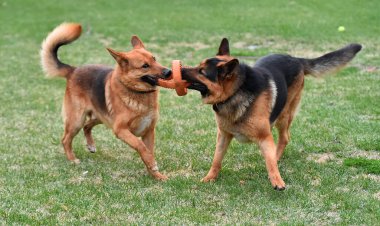 Yeşil tarlada güzel bir Alman çoban köpeği.