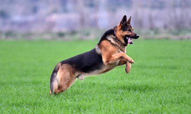 Yeşil tarlada güzel bir Alman çoban köpeği.