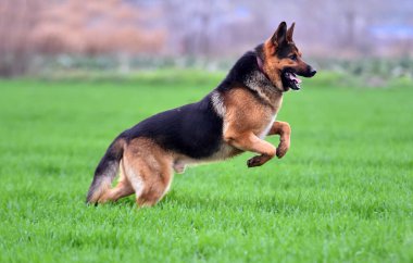 Yeşil tarlada güzel bir Alman çoban köpeği.
