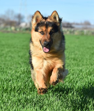 Güzel ve güçlü bir çoban köpeği. 