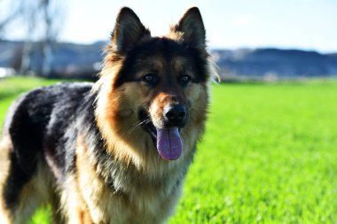 Güzel ve güçlü bir çoban köpeği. 