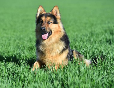 Güzel ve güçlü bir çoban köpeği. 