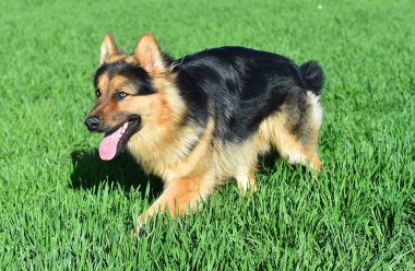 Güzel ve güçlü bir çoban köpeği. 