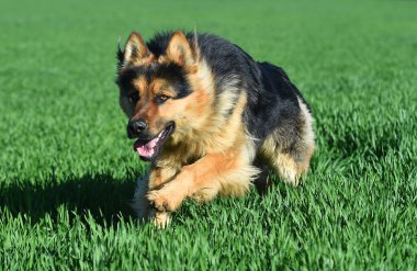 Güzel ve güçlü bir çoban köpeği. 