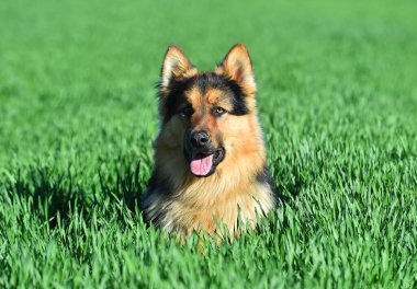 Güzel ve güçlü bir çoban köpeği. 