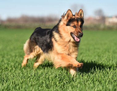 Güzel ve güçlü bir çoban köpeği. 