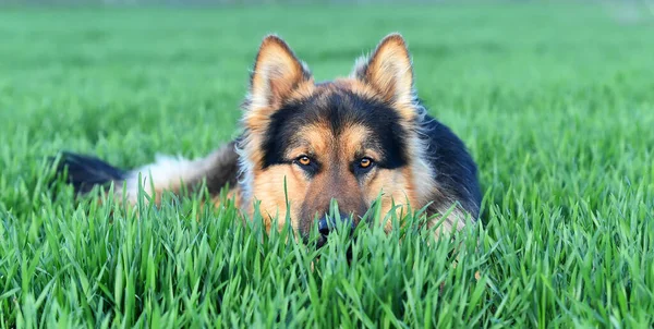 a nice and strong shepherd dog