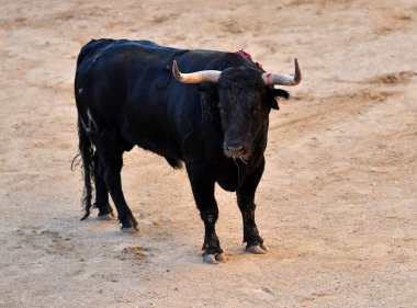 Geleneksel boğa güreşi gösterisinde boynuzları olan İspanyol bir boğa.