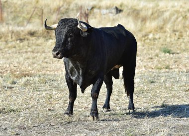 Geleneksel boğa güreşi gösterisinde boynuzları olan İspanyol bir boğa.