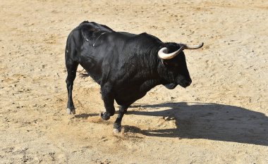 Geleneksel boğa güreşi gösterisinde boynuzları olan İspanyol bir boğa.