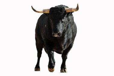 Geleneksel boğa güreşi gösterisinde boynuzları olan İspanyol bir boğa.