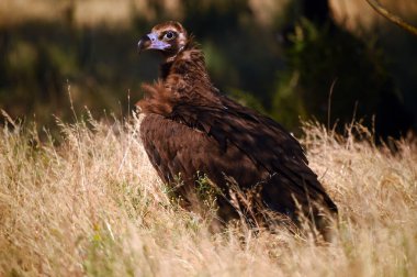 Ulusal parkta görkemli bir kara akbaba.