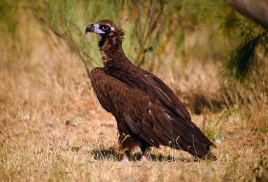 Ulusal parkta görkemli bir kara akbaba.