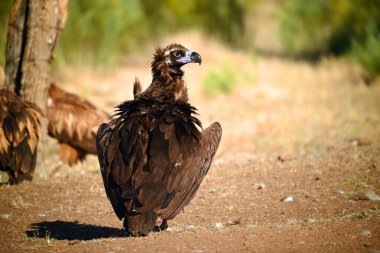 Ulusal parkta görkemli bir kara akbaba.