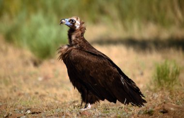 Ulusal parkta görkemli bir kara akbaba.