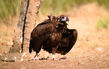 Ulusal parkta görkemli bir kara akbaba.