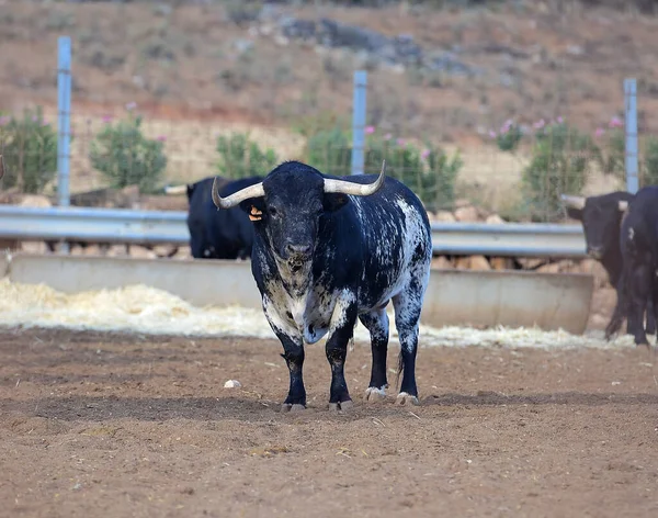 Strong spanish black bull with big horns