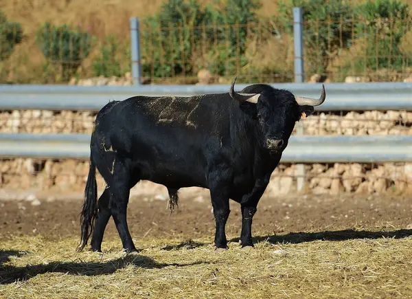 Strong spanish black bull with big horns