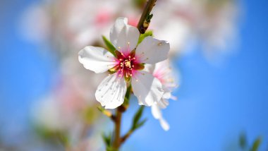 Badem çiçeği baharda.