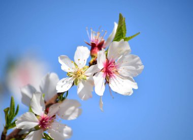 Badem çiçeği baharda.