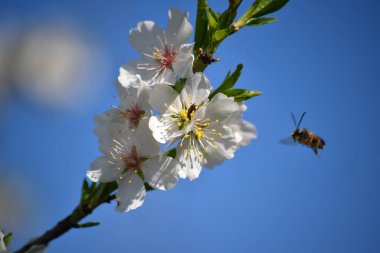 Badem çiçeği baharda.