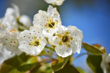 İlkbaharda açan bir armut ağacı