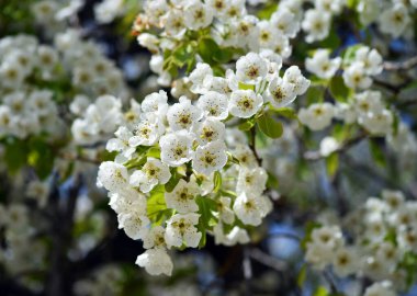 İlkbaharda bir armut ağacı çiçeği
