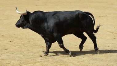 Büyük boynuzlu İspanyol boğası geleneksel boğa güreşi gösterisinde