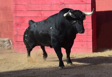 Büyük boynuzlu İspanyol boğası geleneksel boğa güreşi gösterisinde