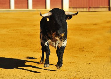 Geleneksel boğa güreşi gösterisinde boynuzlu İspanyol boğası