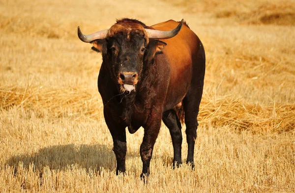 Spanyol Bika Nagy Szarvú Spanyol Bullring — Stock Fotó