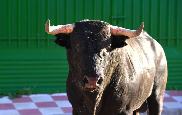 スペインの強い雄牛スペインの大きな角を持つ — ストック写真